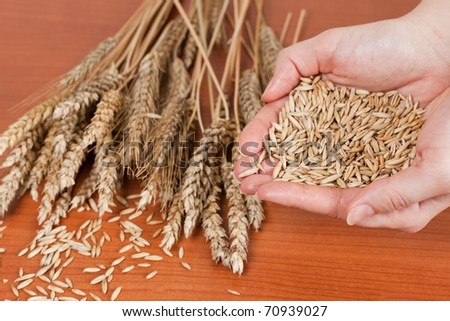Human hands holding wheat.