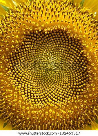 Closeup of sunflower with detail of flower