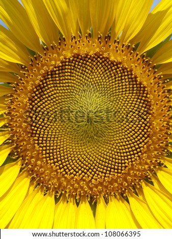 Closeup of sunflower with detail of flower