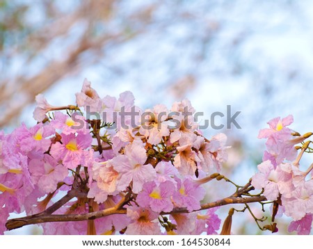 Pink trumpet tree flower blooming in valentine\'s day like sweet dream (Tabebuia rosea, Family Bignoniaceae, common name Pink trumpet tree, Rosy trumpet tree, Pink Poui, Pink Tecoma)