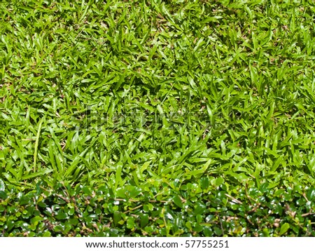 Bright and beautiful green grassland in clear sky day