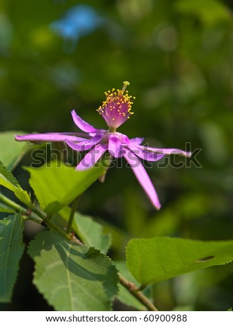 Lavender Star Flower(Grewia occidentalis, Family Malvaceae) blooming like a star