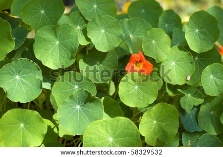 orange flower in green round leaves