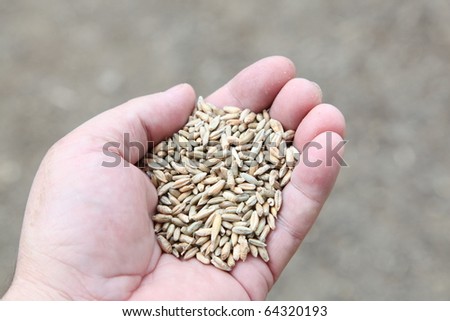 grain harvest