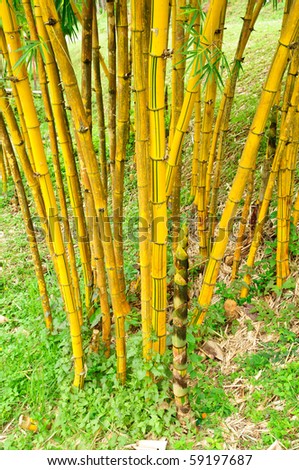 Golden Bamboo Stock Photo 59197687 : Shutterstock