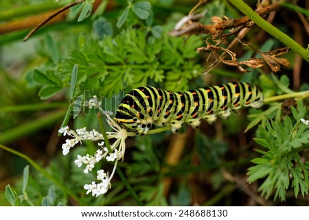 Colored caterpillar