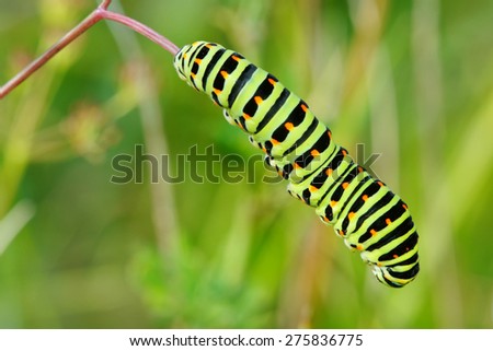Colored caterpillar