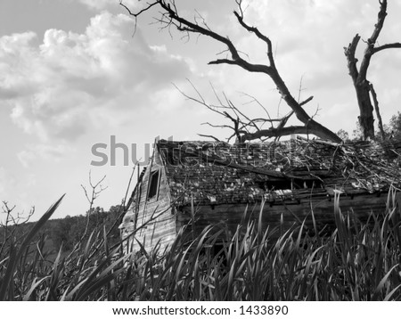 Black and white photo of a run-down old shack with grass in the foreground and a dead tree in the foreground.