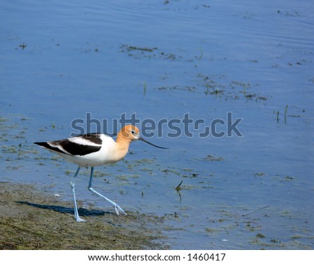 American Avocet in a marsh, with room top and right for text.