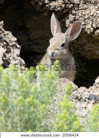 Rabbit peeking out of hole.