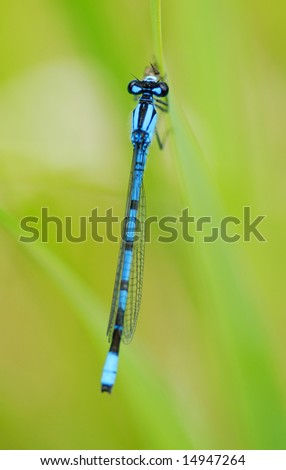 Macro of a beautiful blue damselfly on a blade of grass.