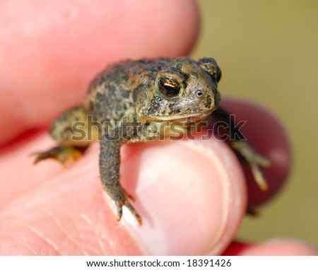 Macro of tiny toad in a man\'s hand.