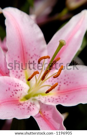Madonna pink lily flower