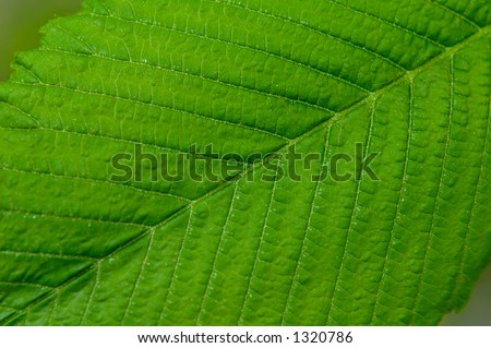 Big green leaf closeup macro organic background texture