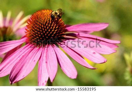 Purple cone flower with bumble bee on it