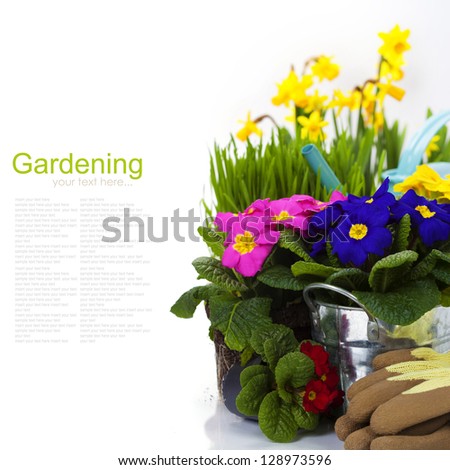 Spring flowers and garden tools  isolated on white (with easy removable sample text)