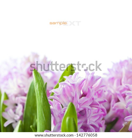 Beautiful Pink Hyacinths  over white (with easy removable sample text)