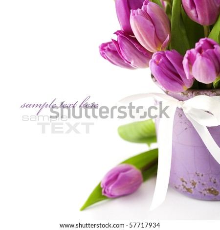 Similar – Foto Bild Tulpen lila-rosa Pflanze