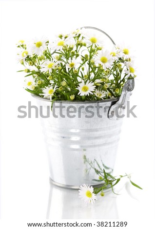 White flowers in a pot over white