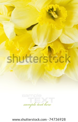 daffodil isolated on white background with sample text