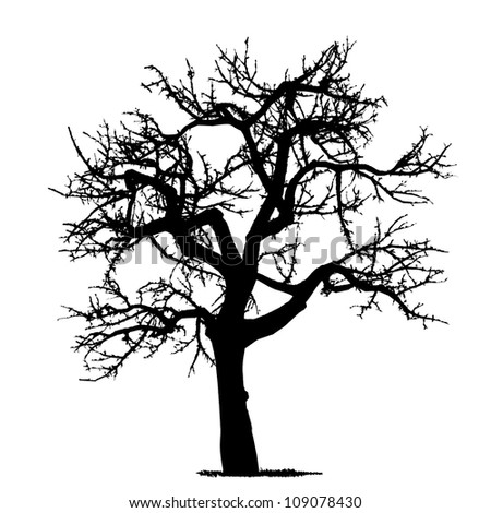 Vector Drawing Of The Tree - Detailed Vector - 109078430 : Shutterstock