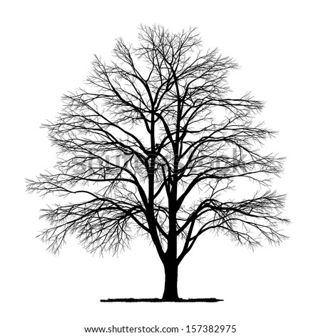 Vector Drawing Of The Tree - Detailed Vector - 157382975 : Shutterstock