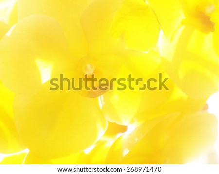 Soft yellow background with orchids.