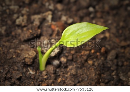 young plant growing from the ground