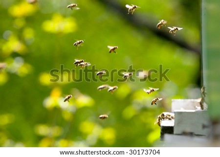 bees flying in and out of a hive