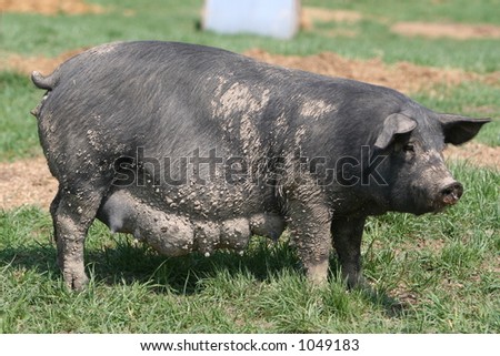 black mother pig