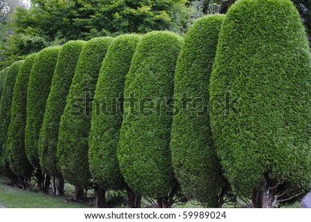 Similar – Image, Stock Photo Cut tree with barrier tape in park