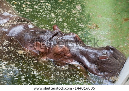 Hippopotamus  sleep in Zoo(Hippopotamus amphibius)