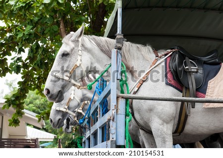 horse in a horse truck trailer