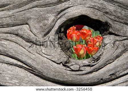 Round hole in an old fence with a unique design and clipping path around flowers to substitute your message