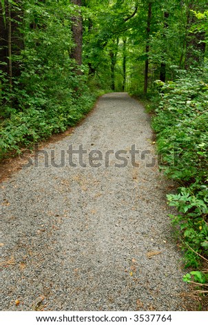 Gravel Path through green trees in the summer