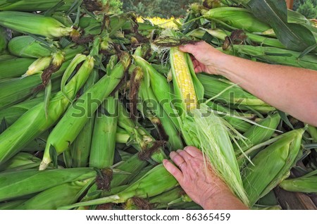 Person Examining Ear of Corn at Farm Market