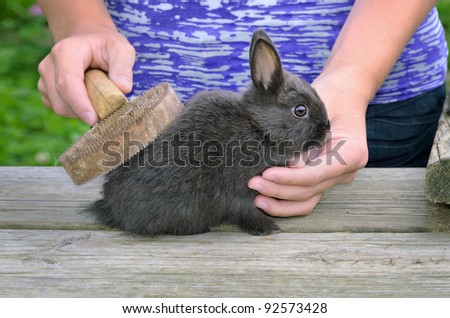 Owner Brushing Pet Dwarf Rabbit