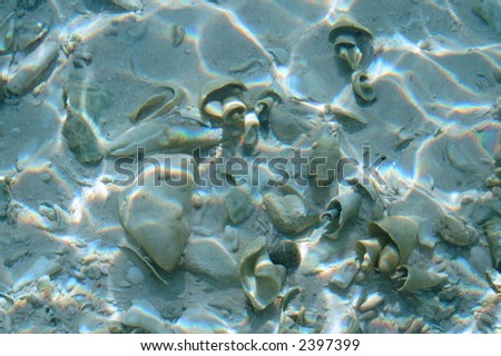 Aquatic background made from underwater shells and sand