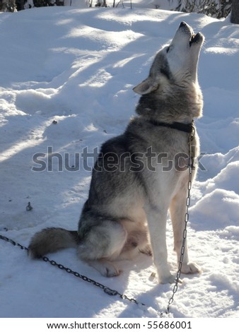 A sled dog howls at the end of a sledge trip in Finland.