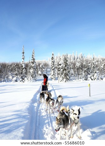 A  driver stops his dog-sledge to wait for other sledges to catch up with him in Finland.