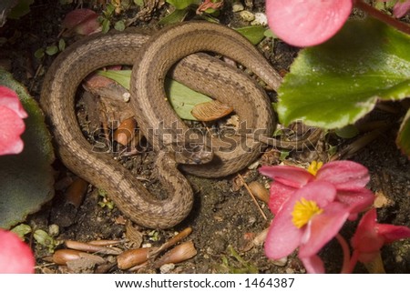 Brown Snake in Begonias