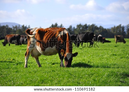 Cow in New Zealand farm