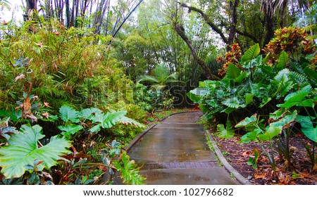 walking path through the jungle forest