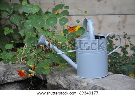 water pitcher in garden