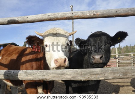 head of cows peeping through the wooden fence