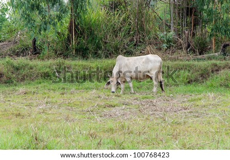 Little cow on the grass area of farmland.
