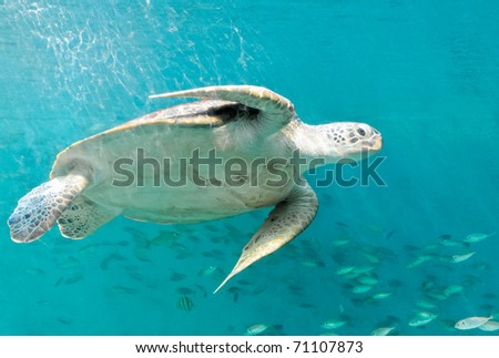 Happy sea turtles in the aquarium of Rayong province,Thailand