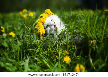 fluffy cat walks in the spring grass
