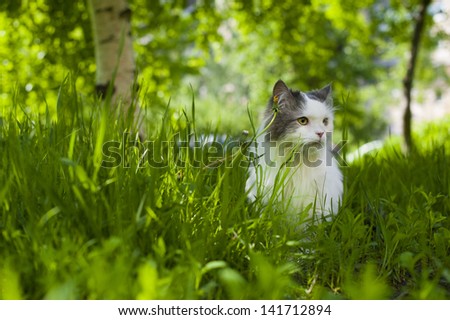 fluffy cat walks in the spring grass
