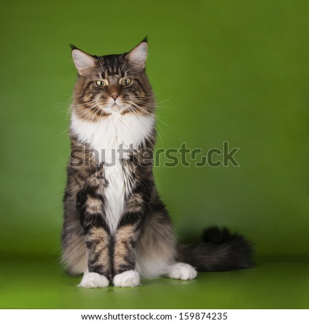 Similar – Image, Stock Photo Maine Coon cat jumps